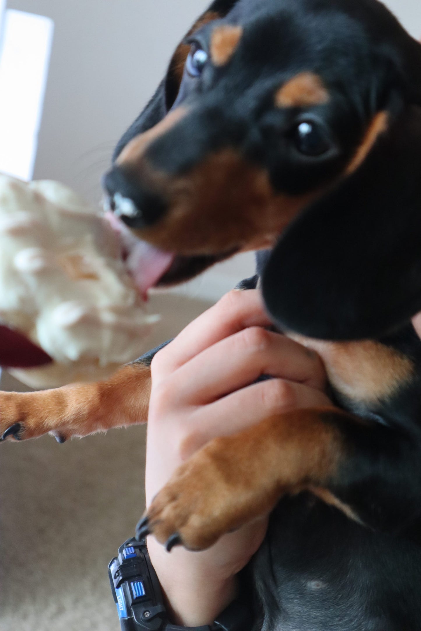 Doggy Donuts